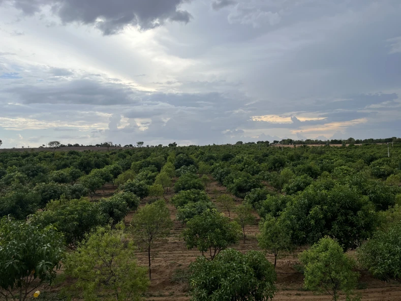 CSA Crops